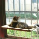     Sunny Seat Window Cat Bed