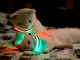 Акумуляторний нашийник що світиться для собак і кішок з USB зарядкою