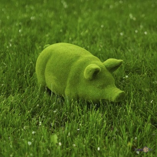        "Green Pig" 351518
