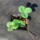     50 /2 (50 UV) 1,6x100 ,   