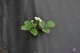     50 /2 (50 UV) 1,6x100 ,   