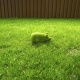        "Green Pig" 351518